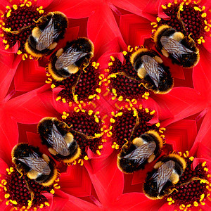 鲜花蜜蜂无缝模式植物翅膀花园红色熊蜂蜂蜜园艺昆虫漏洞植物群图片