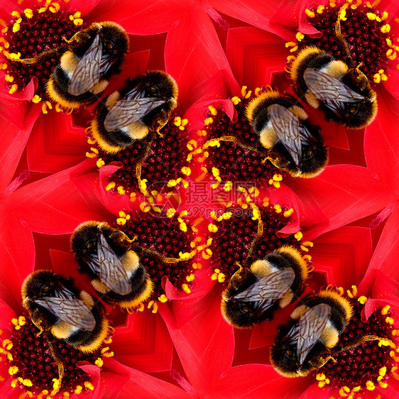 鲜花蜜蜂无缝模式植物翅膀花园红色熊蜂蜂蜜园艺昆虫漏洞植物群图片