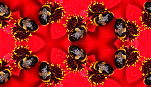 鲜花蜜蜂无缝模式翅膀花园生长园艺蜂蜜植物群昆虫红色植物漏洞图片