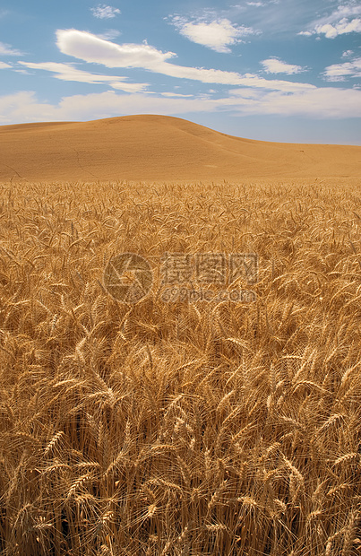 美国华盛顿惠特曼县小麦田地和云图片