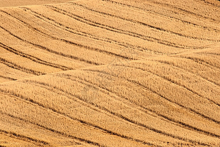 美国华盛顿惠特曼县收割小麦田的轨迹图片