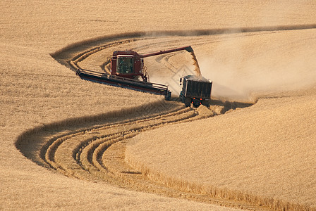 美国华盛顿惠特曼县惠特曼郡收割小麦和农场卡车收割小麦图片