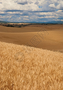美国爱达荷州拉塔县特洛伊附近的小麦田和云图片