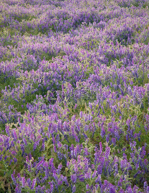 美国华盛顿富兰克林县州公园野花图片