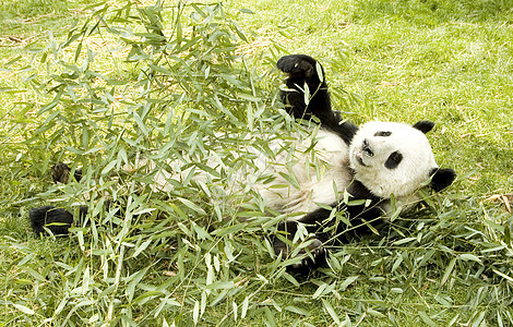 懒懒熊猫图片