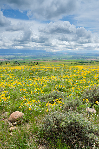 Sagebrush 遥远的农田和云 加拉廷县 美国蒙大拿州花朵乡村场地风景天空生长智者植物爬坡野花图片