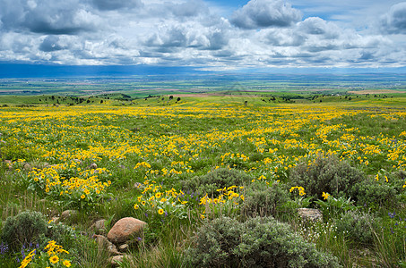 Sagebrush 遥远的农田和云 加拉廷县 美国蒙大拿州爬坡季节性乡村季节植物场地丘陵野花风景智者图片