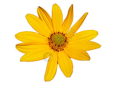 锥花黑心花朵植物黄色材料图片