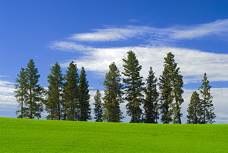 美国爱达荷州拉塔县(皮纳斯·塞博索萨)绿地和云图片