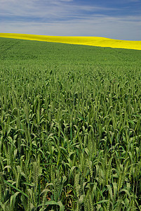 美国爱达荷州Latah县拉塔夏季小麦和卡诺拉田图片