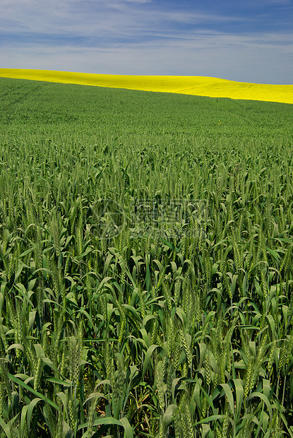 美国爱达荷州Latah县拉塔夏季小麦和卡诺拉田图片