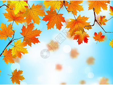 红叶和黄叶对着蓝天衬套橙子边界树木拼贴画叶子植物森林金子公园图片