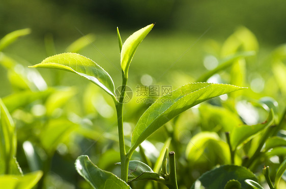 茶叶请假栽培生长农田植物爬坡季节种植园场景场地叶子图片