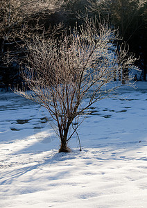 树上结霜的树枝上的阳光图片