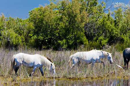 Camargue马匹 法国普罗旺斯Camargue区域公园荒野动物学马格马动物群野生动物位置世界哺乳动物外观动物图片