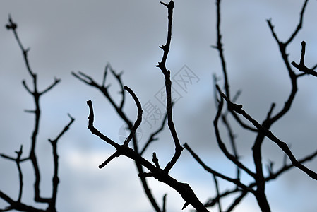蓝色分支生活荒野枝条日落植物学植物季节天空叶子机构图片