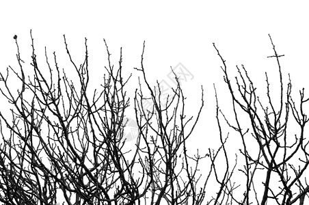 无叶的树枝季节植物学植物生活白色公园分支机构树干衬套荒野图片