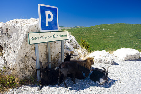 法国普罗旺斯法国贝尔韦德雷德冰川山羊图片
