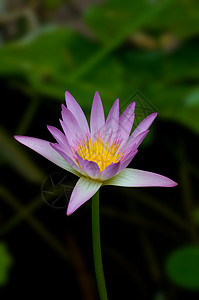 粉红莉莉花瓣百合粉色热带植物荒野植物群美丽异国冥想图片