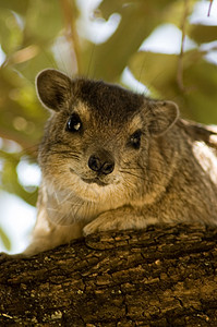 Rock Hyrax(大马士革) - 2图片