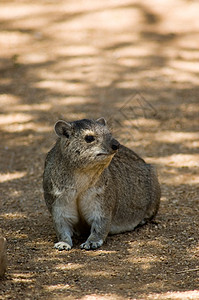 Rock Hyrax(大马士革) - 6图片