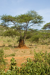 肯尼亚 - 2图片