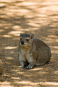 Rock Hyrax(大马士革) - 4图片