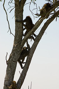 橄榄狒狒-2图片