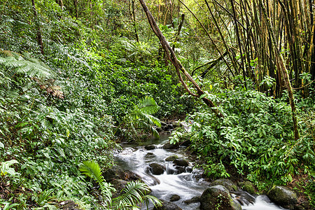 雨林中的小溪流图片