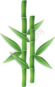 竹枝植物群生长生活异国植物森林情调竹子装饰风格图片