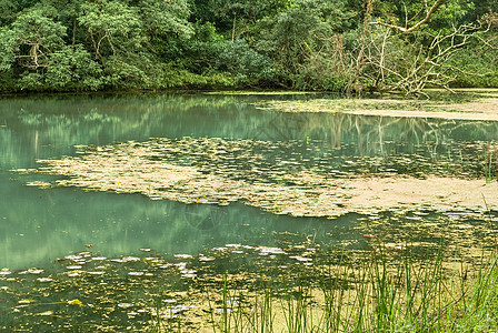 热带湖泊蓝色森林气候荒野风景植物群天气木头场景美丽图片