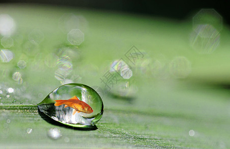 金金鱼水滴泡泡绿色图片