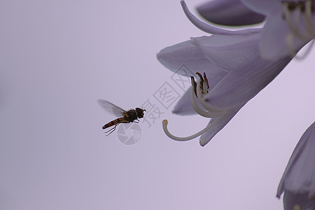 飞花苍蝇背景图片