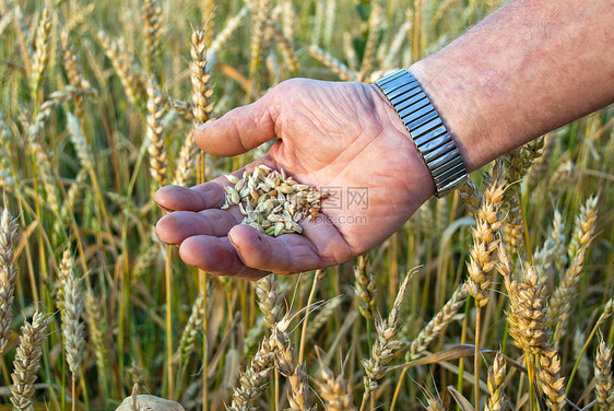 人手与一粒小粮食图片