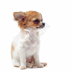 小狗吉娃娃动物棕色白色伴侣工作室宠物犬类图片