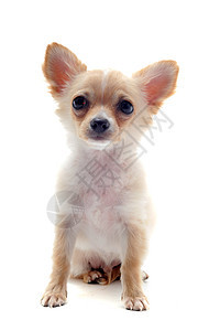 小狗吉娃娃宠物工作室犬类白色动物伴侣棕色图片