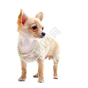 戴珍珠项圈的吉娃娃宠物配饰动物珍珠衣领长毛工作室白色犬类伴侣图片