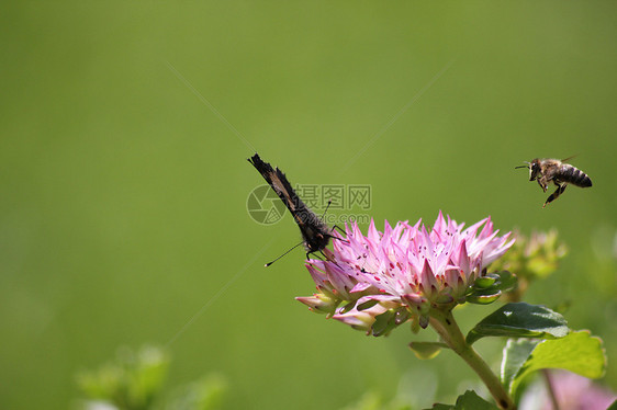 飞蜜蜂野生动物植物飞行午餐熊蜂翅膀蜂蜜植物群花蜜漏洞图片