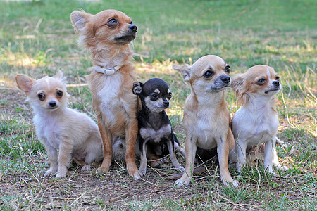 5个吉娃娃棕色犬类场地宠物伴侣动物团体白色图片