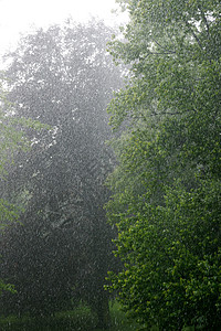 托盘雨叶子树苗冰暴洒水器植物栽培公园暴雨图片