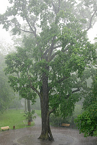 托盘雨植物洒水器栽培冰暴树苗公园叶子暴雨图片