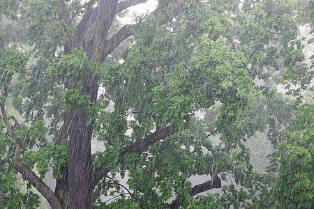 托盘雨冰暴洒水器植物叶子栽培公园暴雨树苗图片