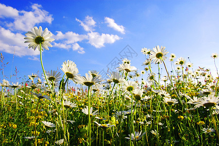 蓝天空下花朵的菊花场地天空植物公园风景太阳季节晴天草地阳光图片
