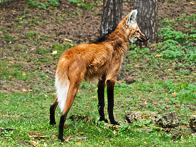 野人狼动物园毛皮捕食者鬃毛荒野野生动物哺乳动物图片