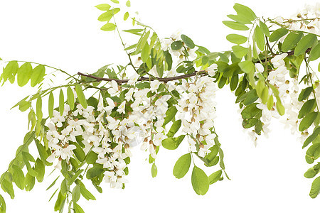 acacia 亚卡西亚花序植物群白色叶子植物图片