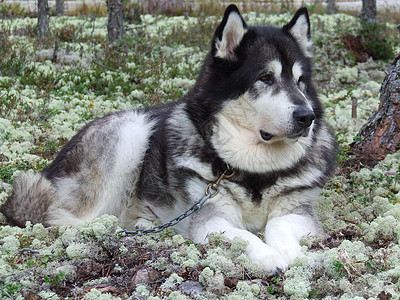 阿拉斯加马拉穆特苔藓毛皮宠物雪橇力量动物朋友女性小狗荒野图片