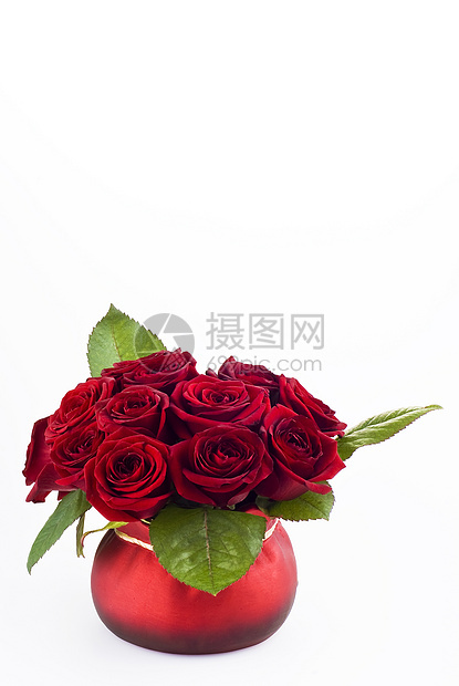 锅里的玫瑰红色白色惊喜展示礼物植物学花瓣念日芙蓉花束图片