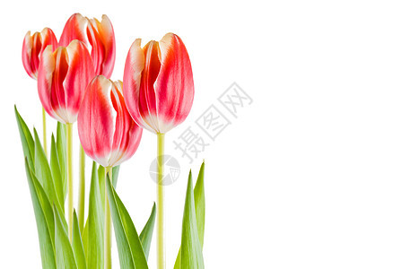 图利页外邦白色美丽风格红色花束黑色粉色花园活力图片