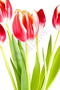图利页装饰花园外邦郁金香植物群红色活力新娘花店花粉图片