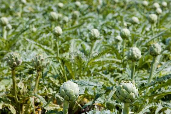 法国布列塔尼 阿提科克地区植物收成种植园种植者作物生长饲养植物学蔬菜场地图片